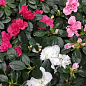 Рододендрон комнатный "Carnaval" высота 25-30см 