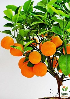 Апельсин "Ваніл.Сангуіно"1