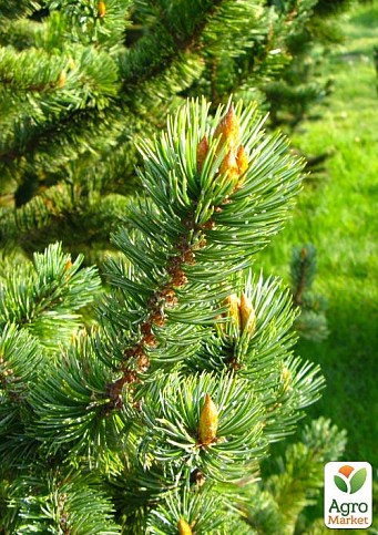 Сосна Остиста (Pinus Aristata) горщик P9