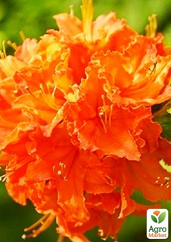Рододендрон помаранчевий листопадний "Mandarin Lights"