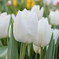 Тюльпан "White Dream" 3шт в упаковці