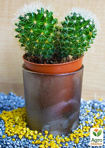 Кактус "Эхинопсис" (Echinopsis cluster white) (Нидерланды)