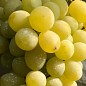 Виноград "Слава Украине" (раннеспелый, крупная гроздь, сочная хрустящая мякоть)