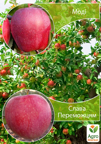 Дерево-сад Яблуня "Моді+Слава Переможцям"