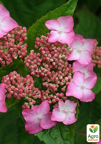 Гортензия пильчатая "Amacha" (Hydrangea serrata Amacha) вазон Р9