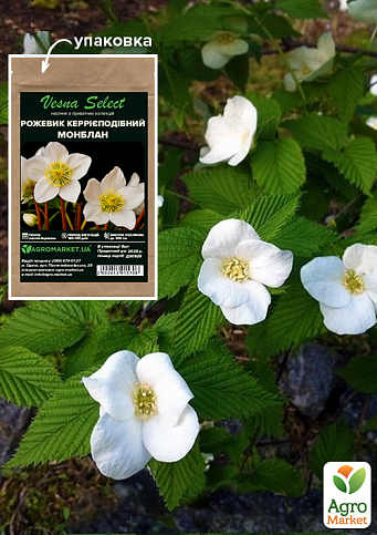 Розовик керриевидный "Монблан" ТМ "Vesna Select" 5шт