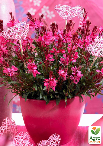 Гаура lindheimeri "Gaudi Red" (вазон С1.5, эффектный многолетник)