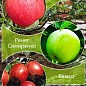 Дерево-сад Яблоня "Эрли Женева+Ренет Симиренко+Камео" 