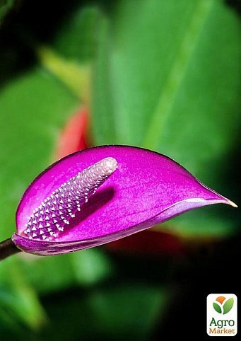 Антуриум флорино "Фламинго" (Anthurium Fiorino) дм  14 см выс. 50 см