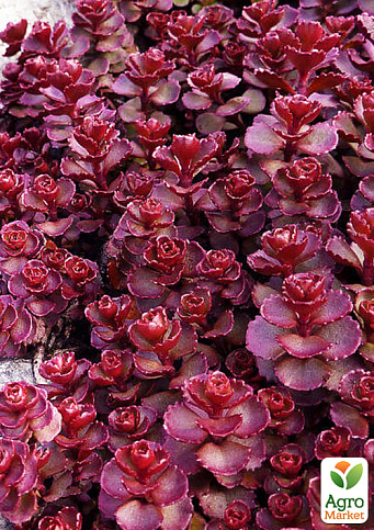 Очиток ложный "Красный ковер" (Sedum spurium "Red Karpet")