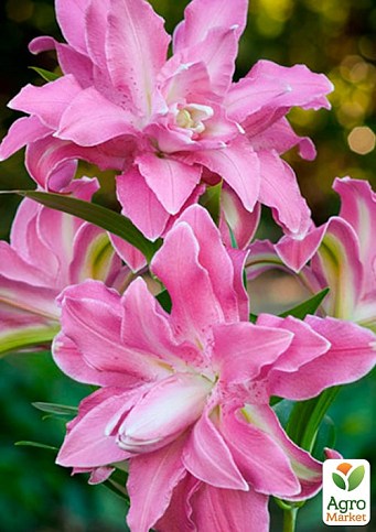 Лилия Махровая "Lotus Wonder"  - фото 2