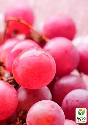 Виноград "Клеопатра" - фото 3