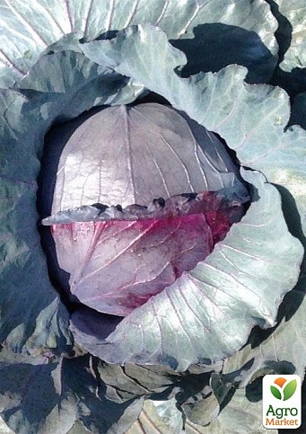 Капуста червонокачанна "Ред Клас F1" ТМ "Lark Seeds" 2500шт
