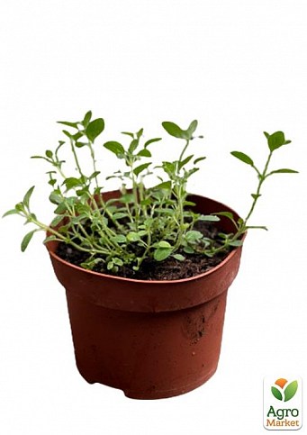 Душица обыкновенная (орегано) Компактум  - фото 2