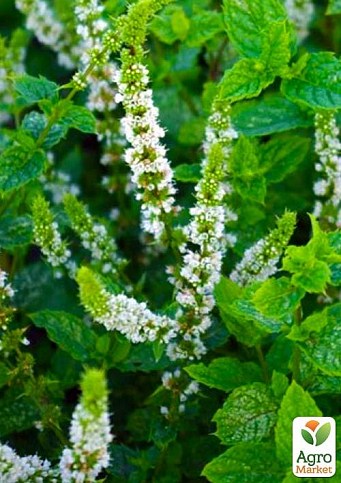Мята Марокканская "Mentha Moroccan" (контейнер Р9)