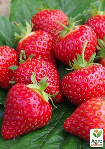 Полуниця "Хоней" (Honey) 5шт (ранній термін дозрівання, стійкий до хвороб і шкідників) - фото 5