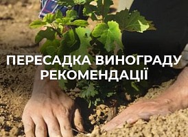 Пересадка винограду | Agro-market