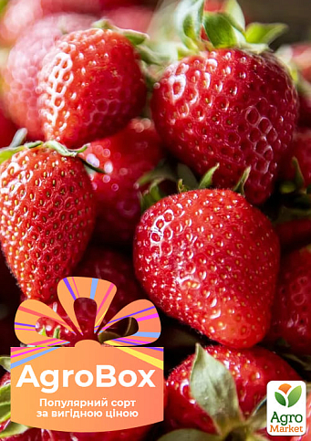 Ексклюзив! AGROBOX з розсадою полуниці королівського смаку