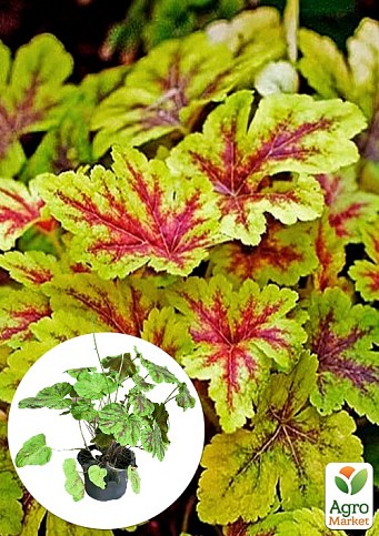 Гейхерелла (Heucherella) "Alabama Sunrise" С1 (висота 15-30см)