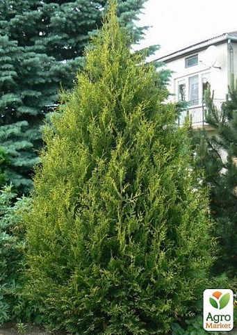 Туя західна "Aureospicata" (контейнер Р9, висота 10-20 см)