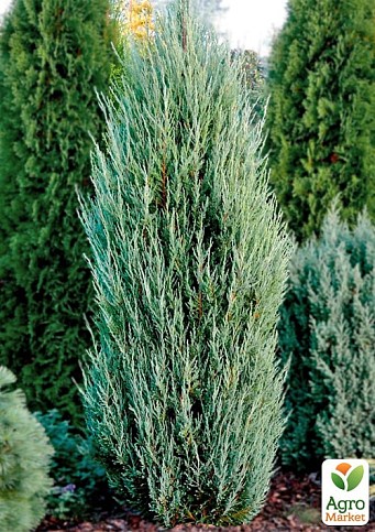 Ялівець скельний "Blue Arrow" С10 висота 100-120см  - фото 2