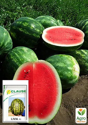 Арбуз "Ливия F1" ТМ "Clause" 1000шт