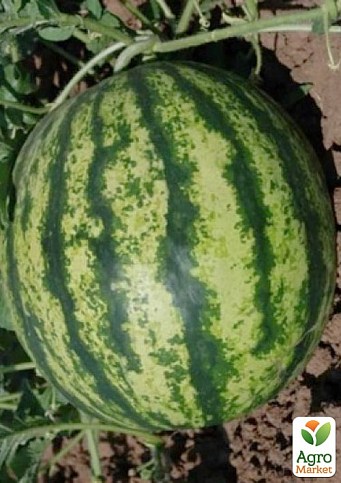 Кавун "Ледус F1" ТМ "Lark Seeds" 1000шт