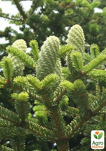 Пихта Маньчжурская (Abies holophylla) горшок P9