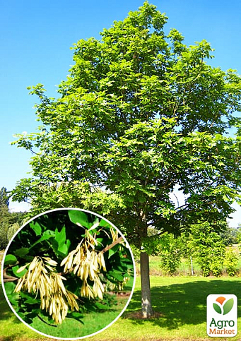 Ясен зелений "Класичний" (Fráxinus excélsior) (високорослий сорт)