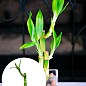 Бамбук комнатный "Lucky Bamboo" (высота 10-20см)