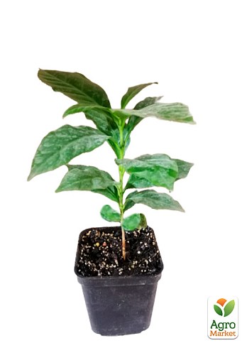 Кофе "Арабика" рост 10-15 см - фото 4