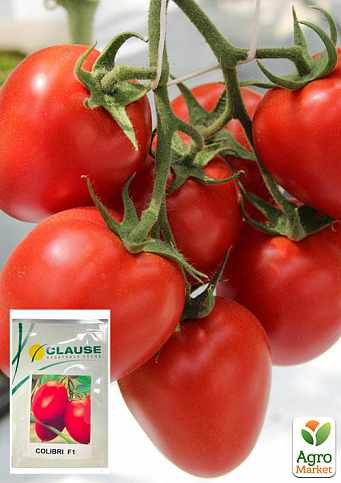 Томат "Колібрі F1" ТМ "Clause" 250шт
