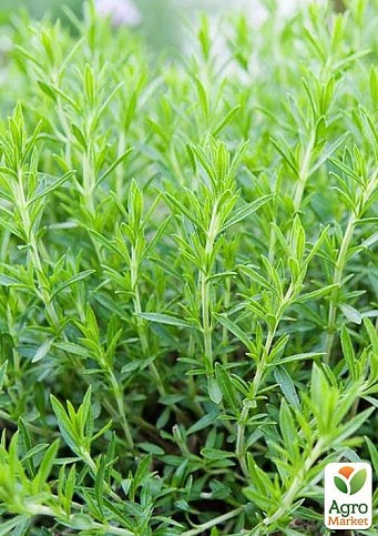 Тархун - эстрагон  (Artemisia dracunculus) 