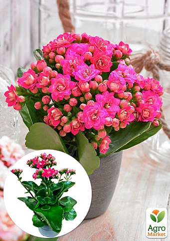 Каланхое Блоссфельда "Paars" (Kalanchoe Blossfeldiana) (Нідерланди)