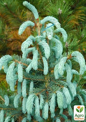Ялина Енгельмана "Picea Engelmannii Glauca" (горщик P9) 1 саджанець в упаковці - фото 2