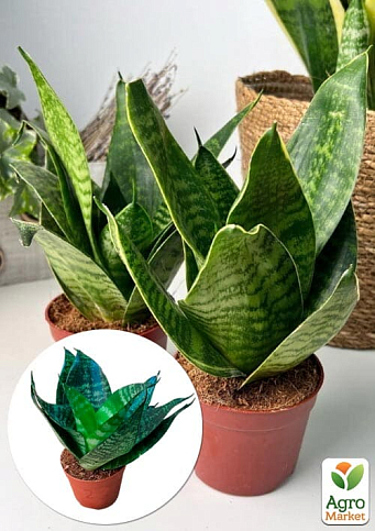 LMTD Сансевиерия "Green Hahnii" высота растения 15-25см