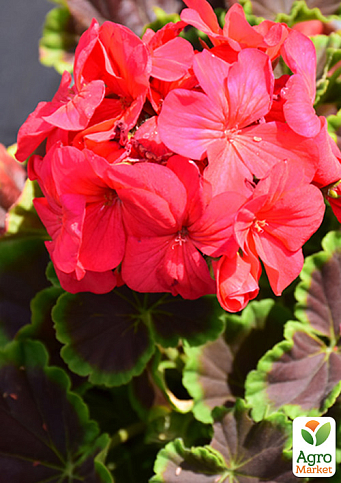 Пеларгония "Буллз Ай F1" cherry ТМ "Профессиональные семена" 50шт 