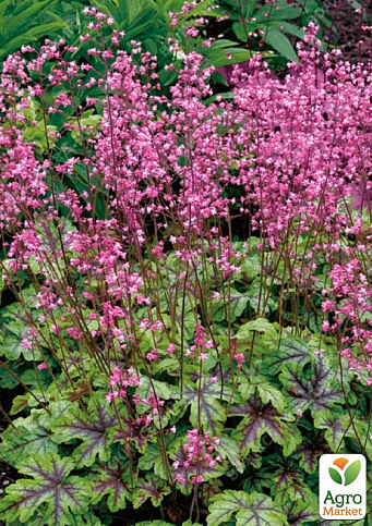 Гейхерелла (Heucherella) "Tapestry" С1 (высота 15-30см)