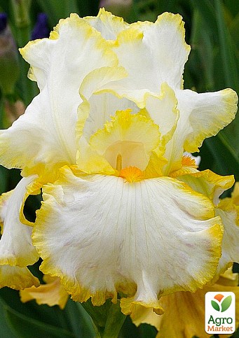 Ірис бородатий великоквітковий "Bride's Halo" - фото 2