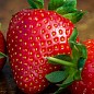 Клубника "Пегас" (Pegasus) 5шт (поздний срок созревания, морозостойкий сорт)