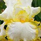 Ірис бородатий великоквітковий "Bride's Halo" купить