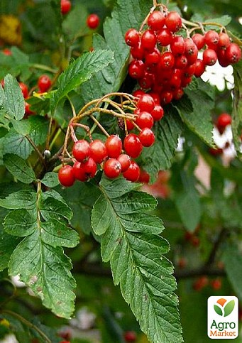 Рябина гибридная в контейнере (Sorbus quercifolia)