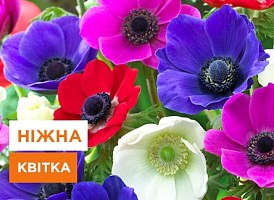 Анемона, вирощування - корисні статті про садівництво від Agro-Market