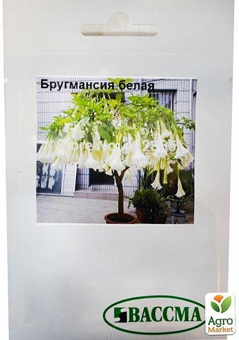 Бругмансия "Белая" ТМ "Вассма" 4шт