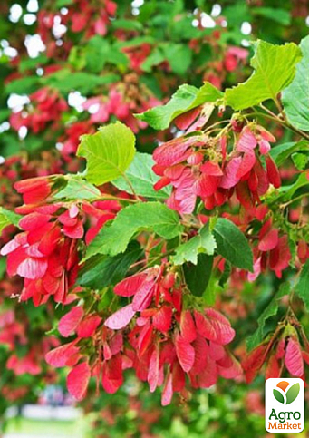 Клен татарский (прекрасный медонос и декоративная культура)