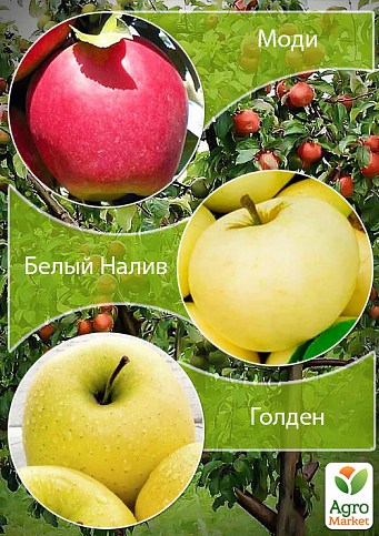 Дерево-сад Яблуня "Моді+Голден+Білий Налив"