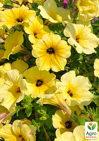 Петуния Alpetunia "Yellow Dark Center" 