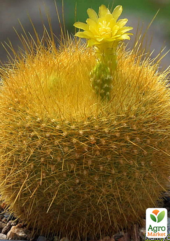 Кактус "Пародия Гресснера" (Brasilicactus graessneri) (Нидерланды)