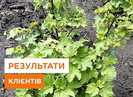Відгуки клієнтів про плодові та ягідні саджанці - корисні статті про садівництво від Agro-Market