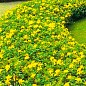 Зверобой чашечковидный (Hypericum calycinum)